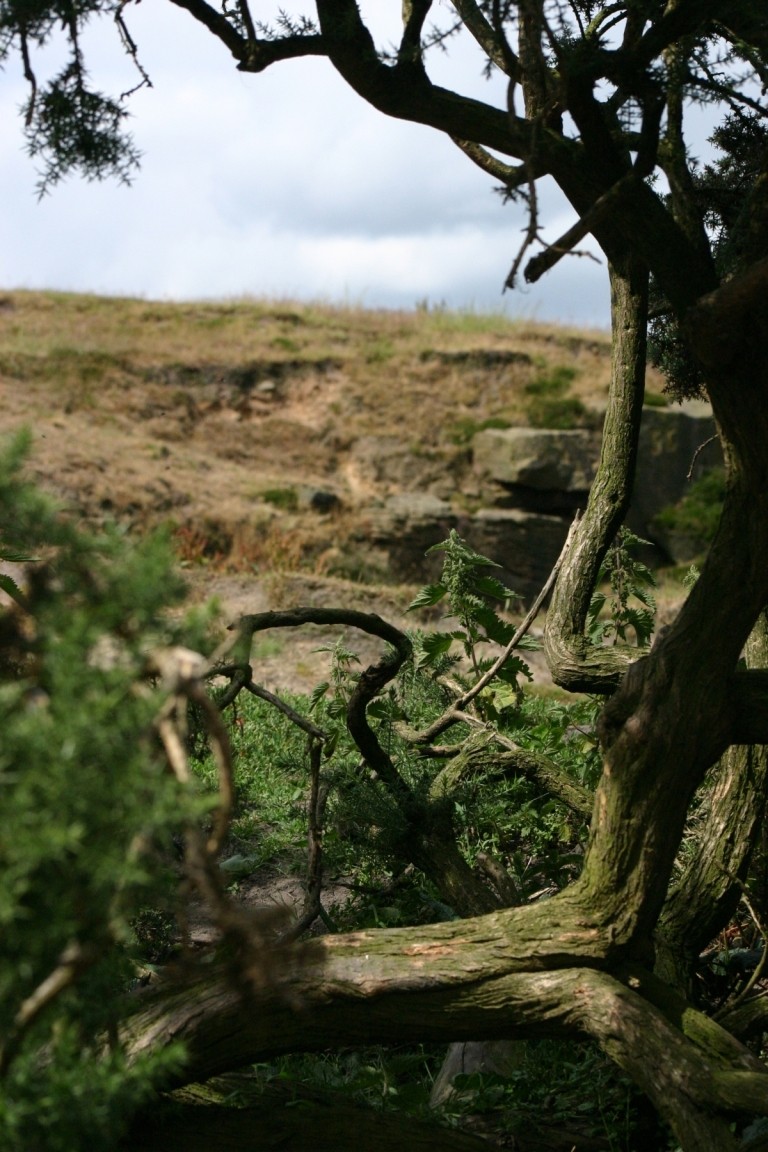 Tree On Almscliff Crag